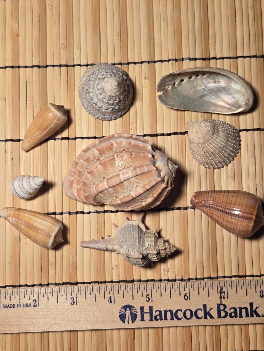 9 Beautiful Sea Shells